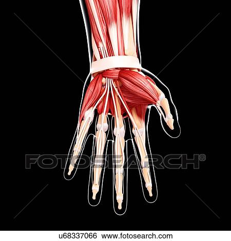 Human hand musculature, artwork View Large Illustration Stock Illustration - Human hand musculature, artwork. Fotosearch
