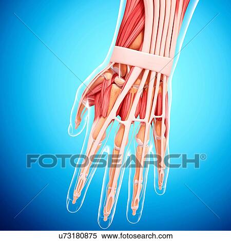Human hand musculature, artwork View Large Illustration Stock Illustration - Human hand musculature, artwork. Fotosearch