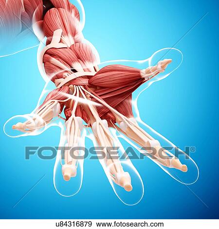 Stock Illustration - Human hand musculature, artwork. Fotosearch