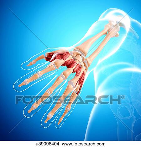 Human hand musculature, artwork View Large Illustration Stock Illustration - Human hand musculature, artwork. Fotosearch