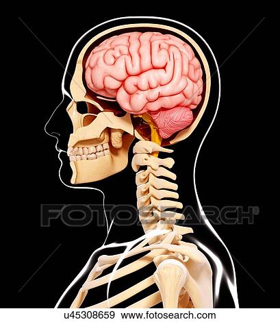 Stock Illustration - Human head anatomy, artwork. Fotosearch