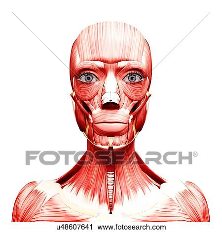 Human head musculature, artwork View Large Illustration Clip Art - Human head musculature, artwork. Fotosearch