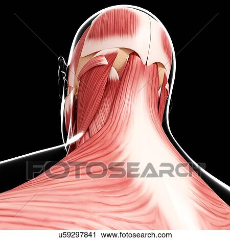 Clip Art - Human head musculature, artwork. Fotosearch