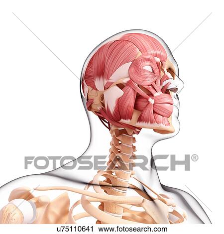 Human head musculature, artwork View Large Illustration Clip Art - Human head musculature, artwork. Fotosearch