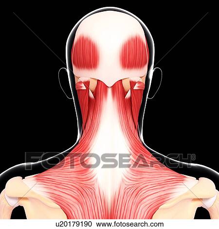 Clipart - Human head musculature, artwork. Fotosearch