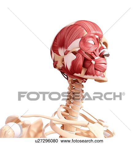 Human head musculature, artwork View Large Illustration Clipart - Human head musculature, artwork. Fotosearch