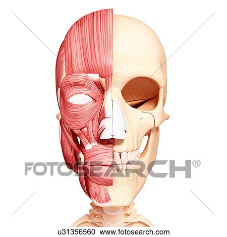 Human head musculature, artwork View Large Illustration Clipart - Human head musculature, artwork. Fotosearch