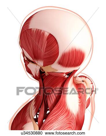 Clipart - Human head musculature, artwork. Fotosearch
