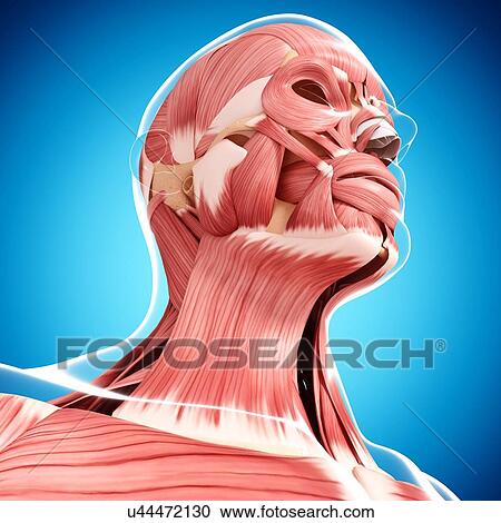 Human head musculature, artwork View Large Illustration Clipart - Human head musculature, artwork. Fotosearch