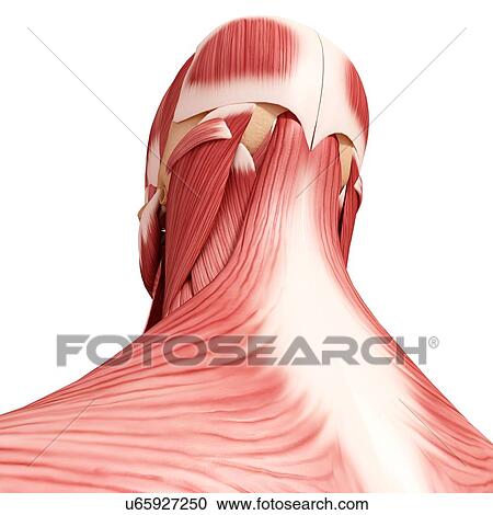 Human head musculature, artwork View Large Illustration Clipart - Human head musculature, artwork. Fotosearch