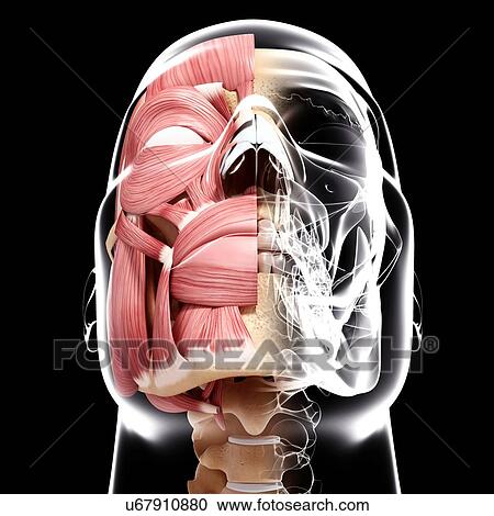 Clipart - Human head musculature, artwork. Fotosearch