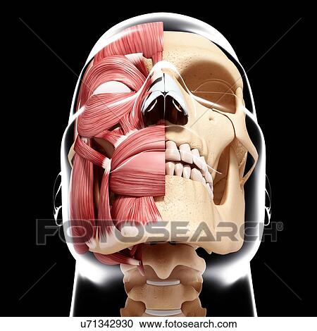 Clipart - Human head musculature, artwork. Fotosearch