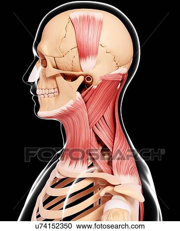 Human head musculature, artwork View Large Illustration Clipart - Human head musculature, artwork. Fotosearch