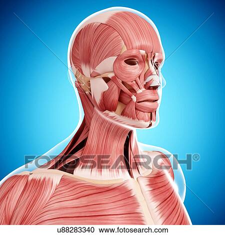 Human head musculature, artwork View Large Illustration Clipart - Human head musculature, artwork. Fotosearch