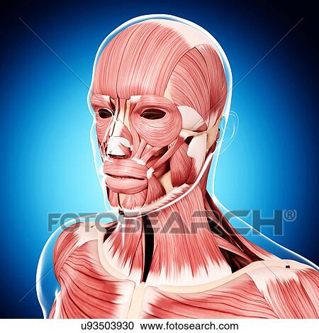Clipart - Human head musculature, artwork. Fotosearch