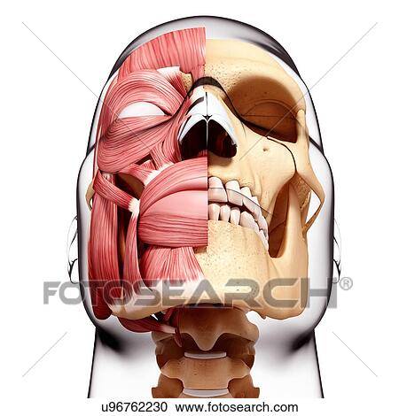 Clipart - Human head musculature, artwork. Fotosearch