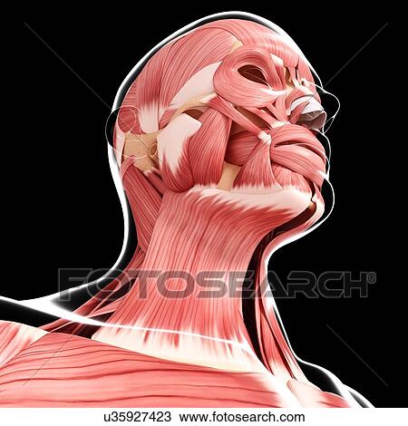 Drawing - Human head musculature, artwork. Fotosearch