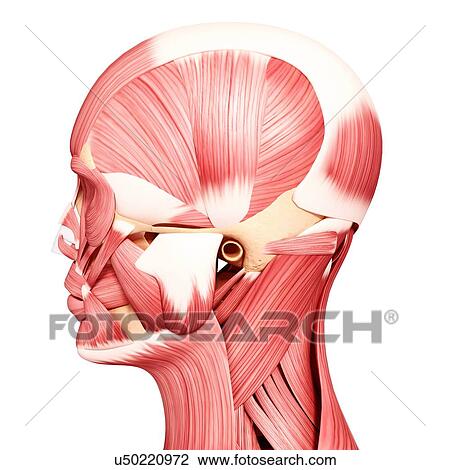Human head musculature, artwork View Large Illustration Drawing - Human head musculature, artwork. Fotosearch