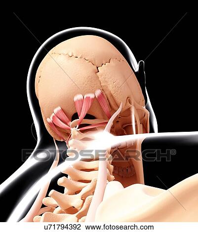 Drawing - Human head musculature, artwork. Fotosearch