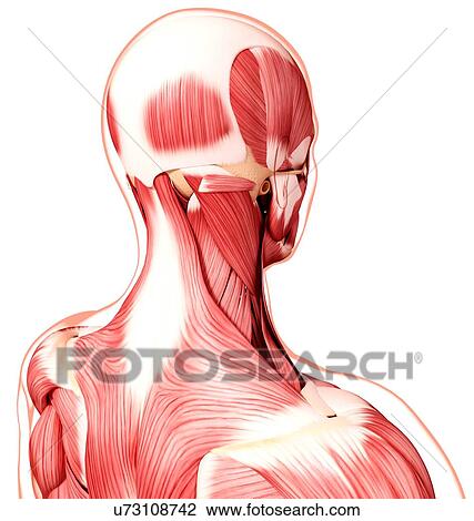 Human head musculature, artwork View Large Illustration Drawing - Human head musculature, artwork. Fotosearch