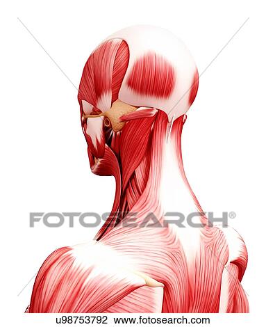 Human head musculature, artwork View Large Illustration Drawing - Human head musculature, artwork. Fotosearch