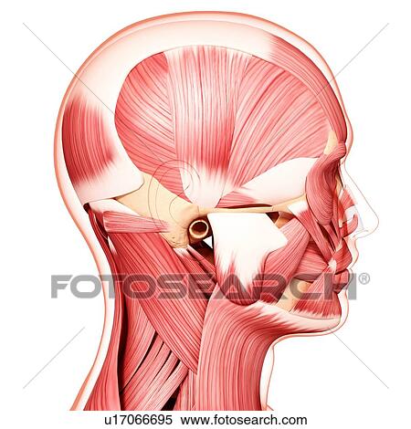 Stock Illustration - Human head musculature, artwork. Fotosearch