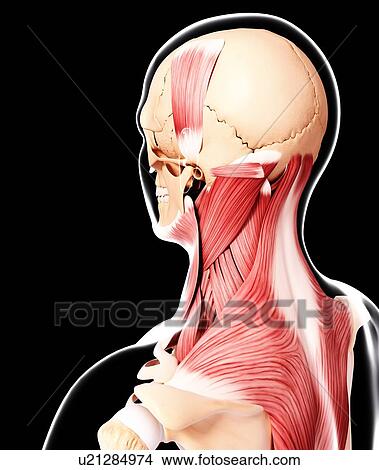 Stock Illustration - Human head musculature, artwork. Fotosearch