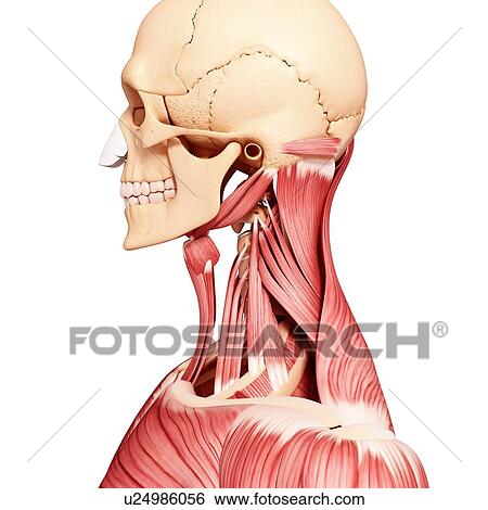 Human head musculature, artwork View Large Illustration Stock Illustration - Human head musculature, artwork. Fotosearch
