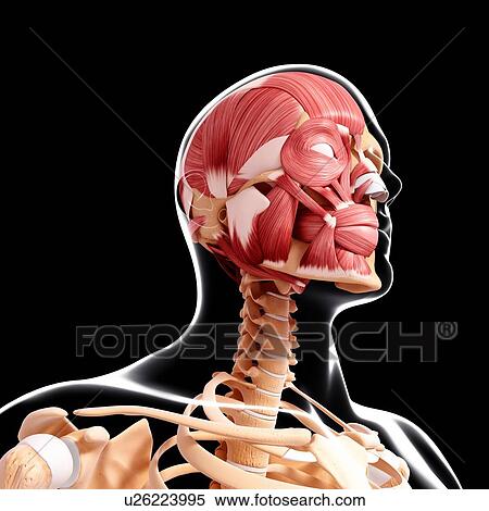 Stock Illustration - Human head musculature, artwork. Fotosearch