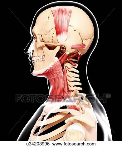 Stock Illustration - Human head musculature, artwork. Fotosearch