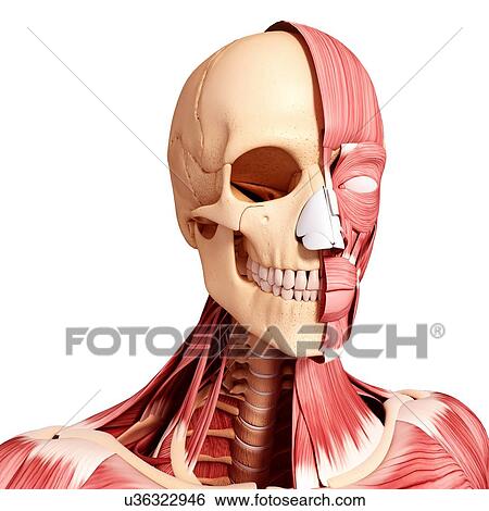 Stock Illustration - Human head musculature, artwork. Fotosearch