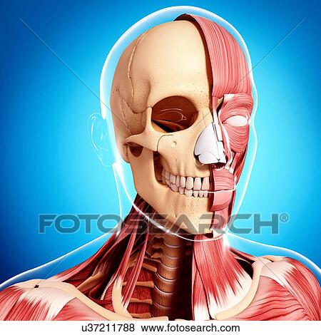 Stock Illustration - Human head musculature, artwork. Fotosearch