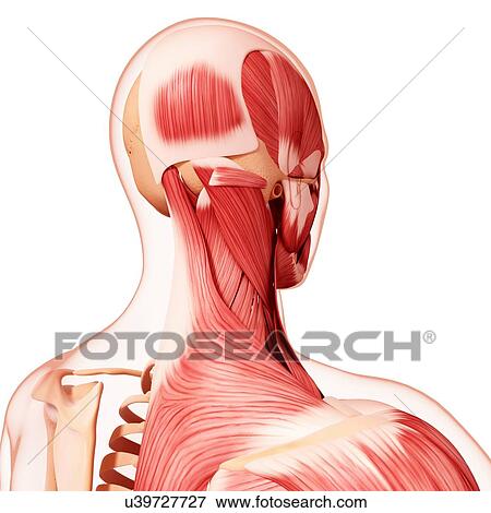 Stock Illustration - Human head musculature, artwork. Fotosearch