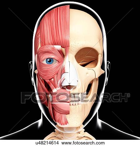 Human head musculature, artwork View Large Illustration Stock Illustration - Human head musculature, artwork. Fotosearch