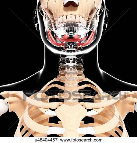 Stock Illustration - Human head musculature, artwork. Fotosearch