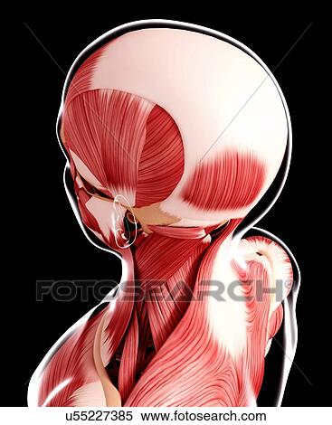 Human head musculature, artwork View Large Illustration Stock Illustration - Human head musculature, artwork. Fotosearch