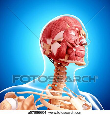 Stock Illustration - Human head musculature, artwork. Fotosearch