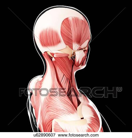 Human head musculature, artwork View Large Illustration Stock Illustration - Human head musculature, artwork. Fotosearch