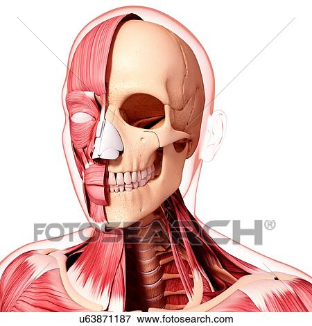 Human head musculature, artwork View Large Illustration Stock Illustration - Human head musculature, artwork. Fotosearch