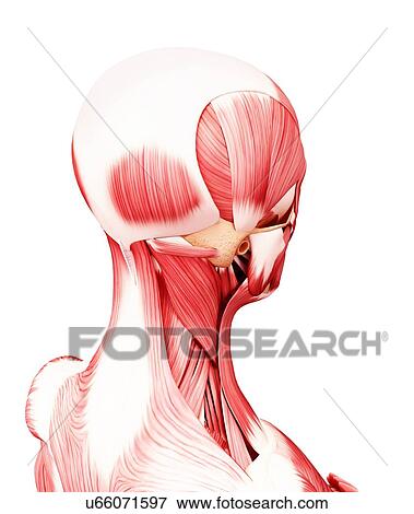 Human head musculature, artwork View Large Illustration Stock Illustration - Human head musculature, artwork. Fotosearch