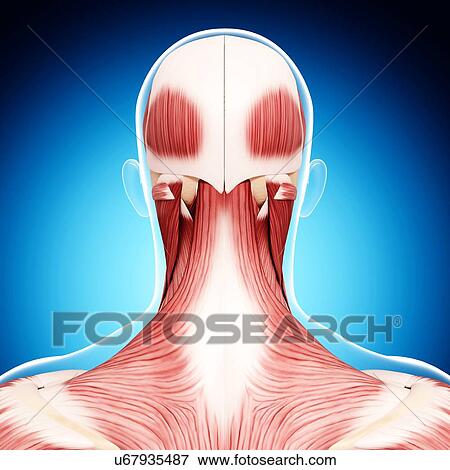 Stock Illustration - Human head musculature, artwork. Fotosearch