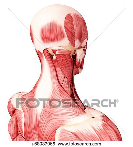 Stock Illustration - Human head musculature, artwork. Fotosearch