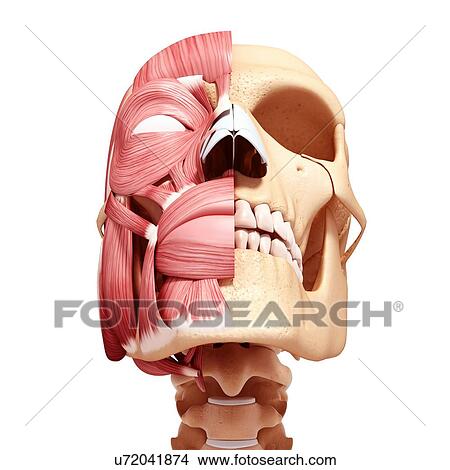 Human head musculature, artwork View Large Illustration Stock Illustration - Human head musculature, artwork. Fotosearch