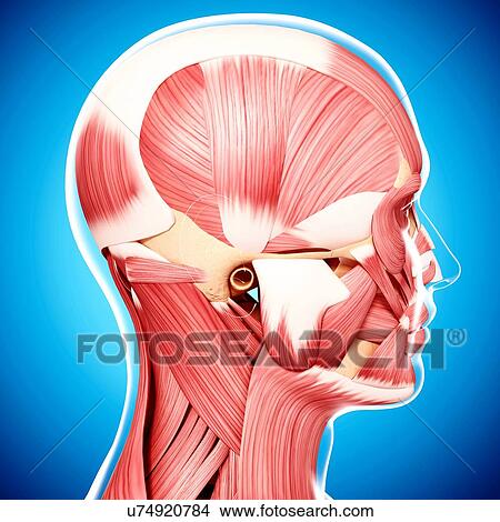 Stock Illustration - Human head musculature, artwork. Fotosearch