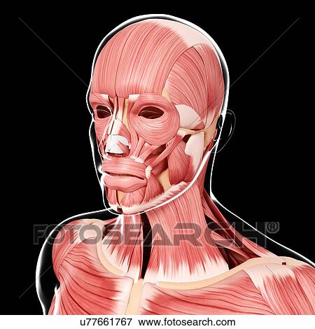 Human head musculature, artwork View Large Illustration Stock Illustration - Human head musculature, artwork. Fotosearch
