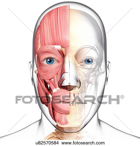 Stock Illustration - Human head musculature, artwork. Fotosearch