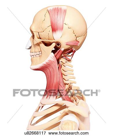 Stock Illustration - Human head musculature, artwork. Fotosearch