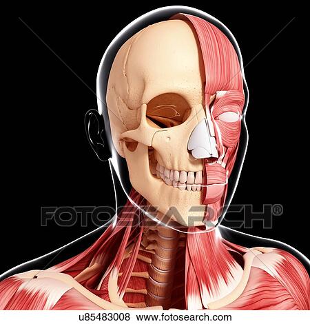 Human head musculature, artwork View Large Illustration Stock Illustration - Human head musculature, artwork. Fotosearch