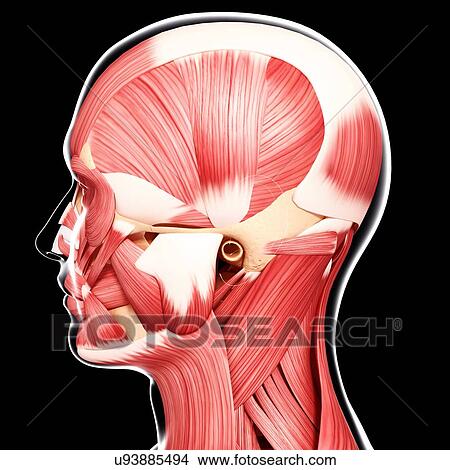 Human head musculature, artwork View Large Illustration Stock Illustration - Human head musculature, artwork. Fotosearch