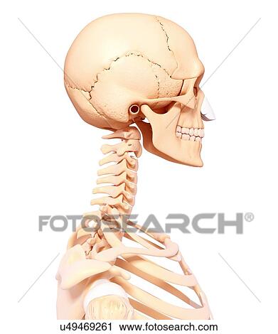 Clip Art - Human head skeleton, artwork. Fotosearch